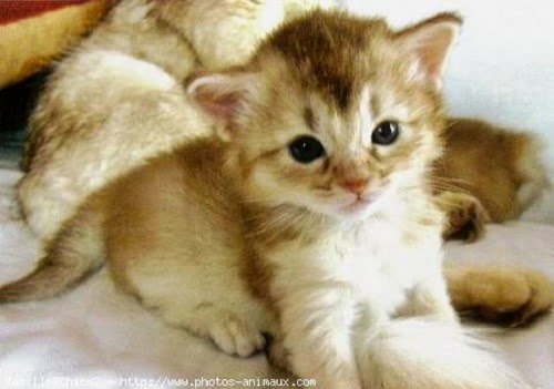 Chaton trop mignon - Animaux trop mignons - Teemix